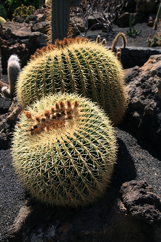 Kanary_2010 214